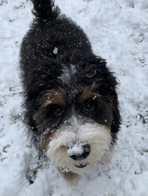 Testimonial for Beau