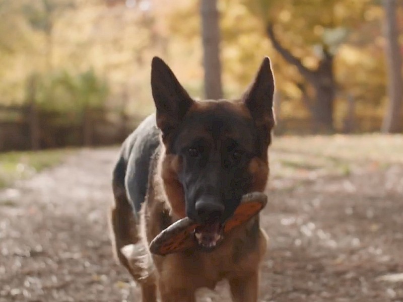 Dog Boarding